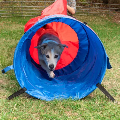 Blauer und roter Spieltunnel für Hunde auf einer Wiese, geeignet für Training oder Spielaktivitäten.