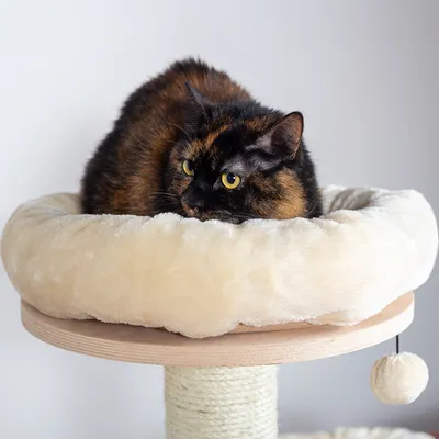 Gato atigrado tumbado en una cama redonda de felpa beige sobre un poste rascador de sisal con base de madera y bola colgante.
