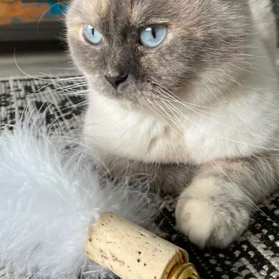 Kater Kasimir Fjærball