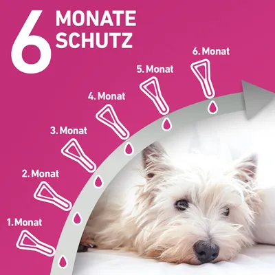 6 Monate Schutz. Diagramm mit monatlicher Anwendung und Tropfen-Symbolen, begleitet von einem Hundebild.
