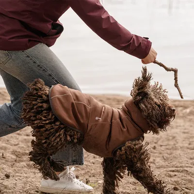 Pies w brązowej kurtce outdoorowej bawi się na plaży i trzyma kij, towarzyszy mu osoba w dżinsach i czerwonej kurtce.