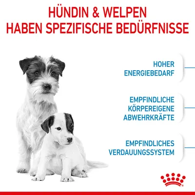 Hündin und Welpen haben spezifische Bedürfnisse: Hoher Energiebedarf, empfindliche körpereigene Abwehrkräfte, empfindliches Verdauungssystem.