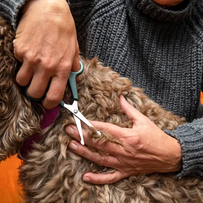 Person cutting a dog's fur with scissors. Demonstration of coat care.
