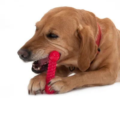 Hund med rött tuggleksak av plast, håller den med tassarna och biter på den.