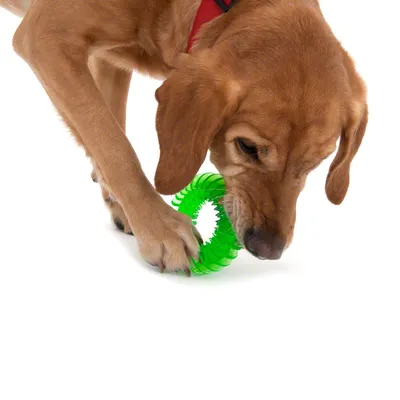 Hond speelt met groen, rond kauwspeelgoed van kunststof.