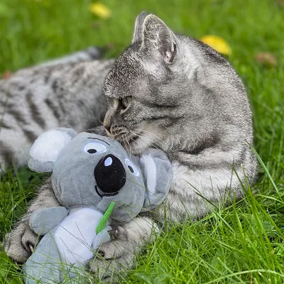 Grijze kat ligt in het gras en houdt een grijs pluchen koala-speelgoed met zwarte neus en groen koord vast.
