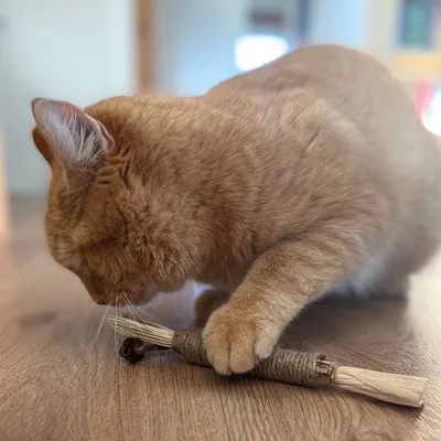 Rote Katze spielt mit einem Spielzeug aus Naturmaterialien, bestehend aus Holz und Bast.