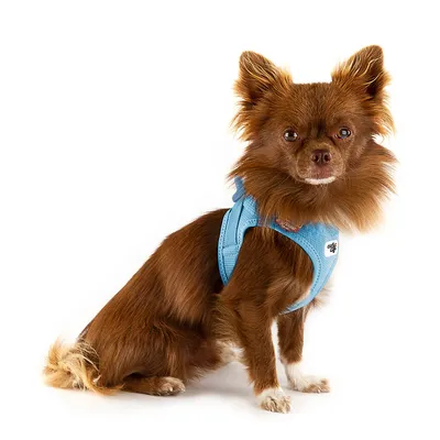 Bruine hond draagt een lichtblauwe hondentuig met zichtbaar logo. Product toont de pasvorm en het ontwerp van het tuig.