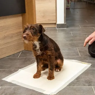 Cane seduto su tappetino igienico assorbente per pet, posizionato su pavimento in piastrelle all'interno di una casa.