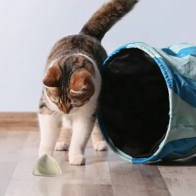 Kater Kasimir Kattemyntepute