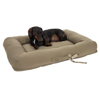 Hund auf einem rechteckigen, beigen Hundebett mit Griff und sichtbarem Schriftzug 'Colife'.