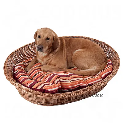 Hond liggend in een ovale mand van gevlochten riet met rood gestreept kussen. Materiaal mand: riet, kussen met rood, oranje en beige strepen zichtbaar.