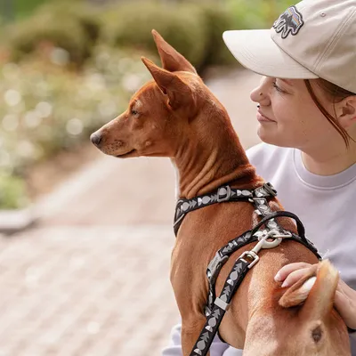 Hund mit braunem Fell trägt ein schwarzes Geschirr mit weissen Mustern und wird von einer Person gehalten.