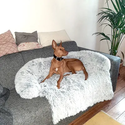 Hund liegt auf einer grauen Couch mit einem weissen, flauschigen Hundebett. Umgebung zeigt Kissen und eine Zimmerpflanze.