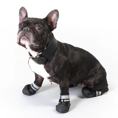 Fransk bulldog med sort halsbånd og fire sorte hundesko med grå reflekser, sidder på hvid baggrund. Viser pasform af halsbånd og sko til hunde.