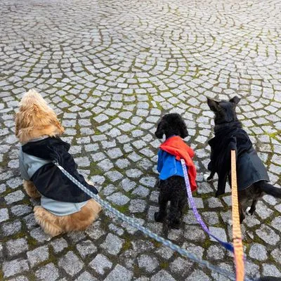 DC hondenkostuum Batman