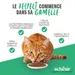 Schesir Sterilized au poisson