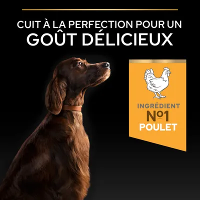 Cuit à la perfection pour un goût délicieux. Ingrédient principal n° 1 : poulet (Huhn). Image d’un chien à côté d’un symbole de poulet. Cuit à la perfection pour un goût délicieux. Ingrédient principal n° 1 : poulet (Huhn). Image d’un chien à côté d’un symbole de poulet.