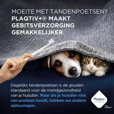 Plaqtiv+ maakt gebitsverzorging eenvoudiger. Als uw huisdier niet van tandenpoetsen houdt, zijn er andere oplossingen. Plaqtiv+ mondverzorging met XPERSIV. Plaqtiv+ maakt gebitsverzorging eenvoudiger. Als uw huisdier niet van tandenpoetsen houdt, zijn er andere oplossingen. Plaqtiv+ mondverzorging met XPERSIV.
