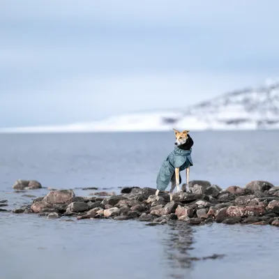 Hund trägt blauen Mantel und steht auf Steinen am Wasser mit verschneiter Landschaft im Hintergrund. Hund trägt blauen Mantel und steht auf Steinen am Wasser mit verschneiter Landschaft im Hintergrund.
