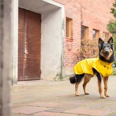 Hund trägt gelben Regenmantel im Freien, Produktanwendung sichtbar. Hund trägt gelben Regenmantel im Freien, Produktanwendung sichtbar.
