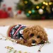 Beeztees Weihnachtszuckerstange Rinderhaut 176 g
