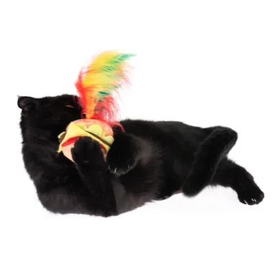 Chat noir jouant avec un jouet en tissu muni de plumes rouges, jaunes et vertes. Le jouet est rond et multicolore, visible entre les pattes du chat.