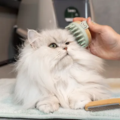 Long-haired cat being groomed with a green massage brush, a wooden comb lies next to it on a towel.