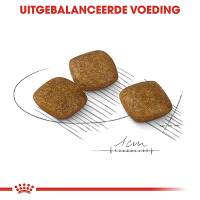 Drie vierkante brokken, elk circa 1 cm groot. Bovenaan staat de tekst: 'Uitgebalanceerde voeding'.