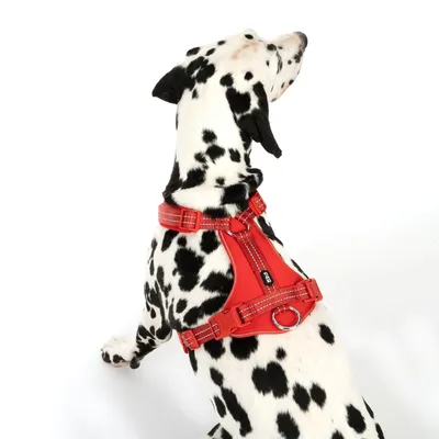 Dalmatiner med rødt hundesele med reflekterende striber og metalring. Selen viser mærket 'RC Pets'.