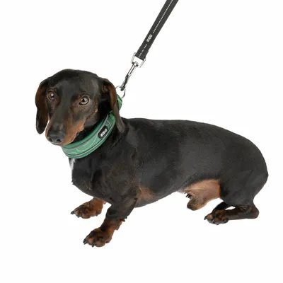 Hund mit grünem Halsband und schwarzer Leine, Produkt von EGO.