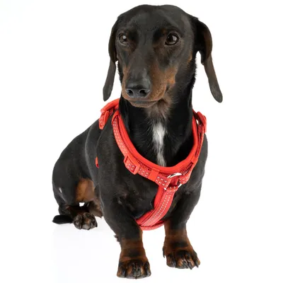 Sort gravhund med rødt hundesele med reflekterende striber. Selen har justerbare stropper og robuste spænder.