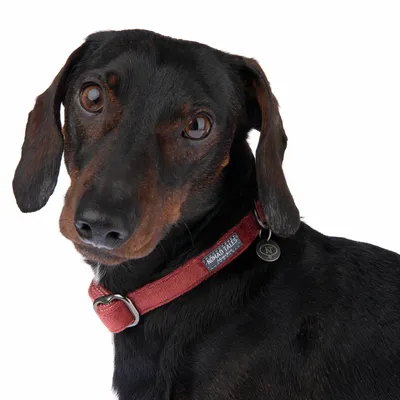 Hund med rött halsband från Nomad Tales, synlig logotyp och berlock.