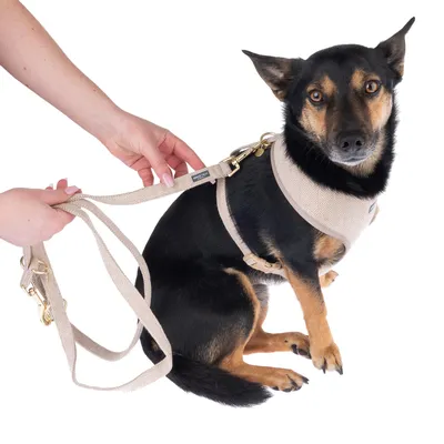 Beige dog harness with matching lead, attached to a small dog. Harness and lead made of fabric with gold-coloured metal fastenings.