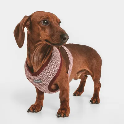 Hund trägt ein rot-weisses Hundegeschirr mit Fischgrätenmuster und sichtbarem Markenetikett.