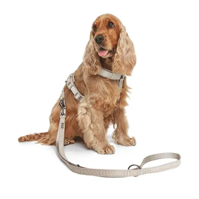 Hund mit beige Geschirr und passender Leine, zeigt Produktanwendung für Hundezubehör.