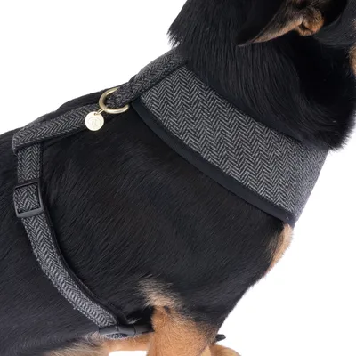 Hund bär en grå sele med fiskbensmönster och guldfärgad berlock. Justerbara remmar synliga.