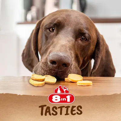 8in1 Tasties pasji priboljški, rjav pes gleda priboljške na mizi.