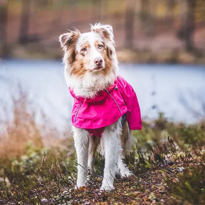 Chien portant un manteau imperméable rose en extérieur, sur un sol herbeux près d’un plan d’eau. Le manteau couvre le dos et les pattes avant du chien.