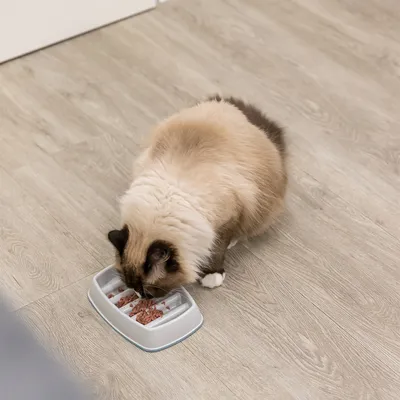 Cat eating from a white food bowl with several compartments filled with wet food. The bowl is on a light wooden floor.
