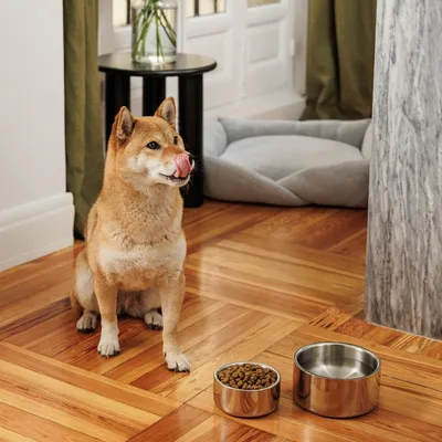 Kutya ül két rozsdamentes acéltál mellett, az egyikben száraztáp, a másikban víz, egy kutyaágy előtt, fapadlón.