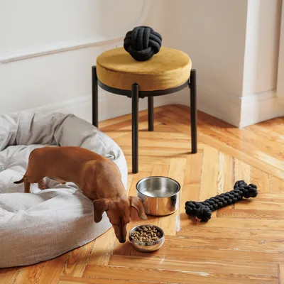 Kutya száraz eledelt eszik egy tálból egy szürke kutyaágy, egy vizes tál és egy fekete csont alakú rágójáték mellett.