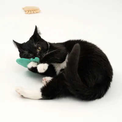 Chaton noir et blanc jouant avec un jouet vert en tissu, autre jouet beige flou à l’arrière-plan, sur fond blanc.