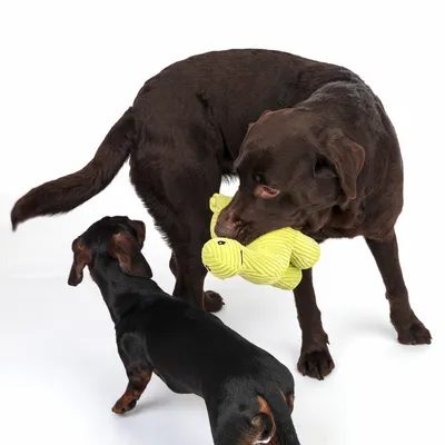 Zwei Hunde spielen mit einem gelben Stofftier. Der grössere Hund hält das Spielzeug im Maul, während der kleinere Hund daneben steht.