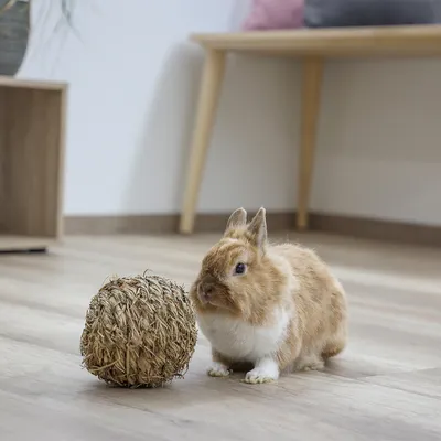 Conejo marrón junto a una pelota de material natural trenzado sobre suelo de madera. Producto para el entretenimiento de pequeños animales.