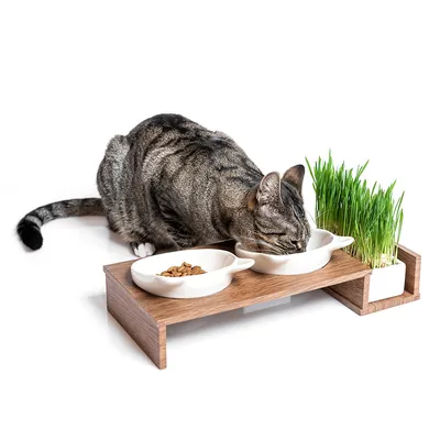 Houten standaard met twee witte voerschalen en kattengras. Kat eet uit één schaal, de andere bevat droogvoer.