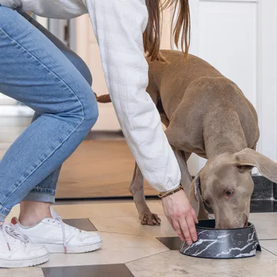 Person stellt einem Hund einen grauen Futternapf mit Marmormuster hin. Hund frisst aus dem Napf.