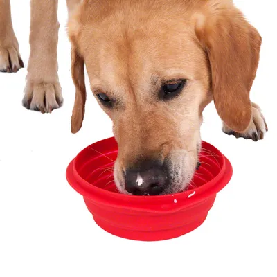 Red foldable silicone food bowl, suitable for travel.