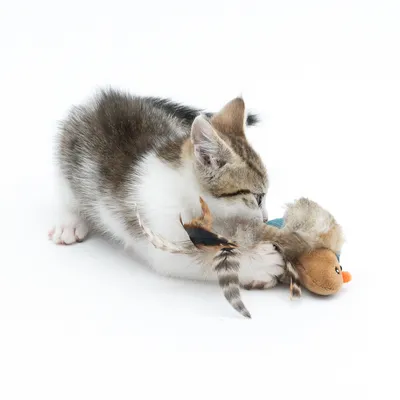 Junges Kätzchen spielt mit einem Plüschspielzeug in Form eines Vogels mit Federn.