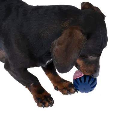 Chien à poil court noir et marron léchant une balle bleue en plastique avec rainures visibles, vue rapprochée sur la tête et les pattes avant de l’animal.